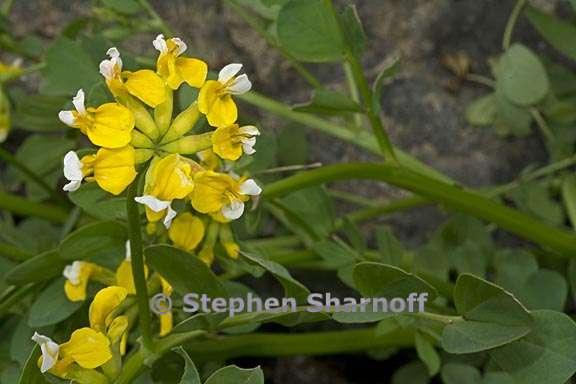 hosackia pinnata 3 graphic